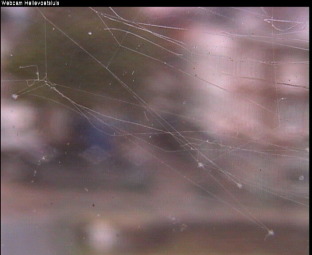 Webcam Hellevoetsluis