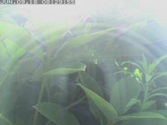 Webcam Castro Valley, Kalifornien
