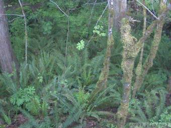 Webcam Venersborg, Washington