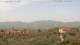 Pietrapiana Mi. 15.4.