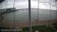 Brightlingsea Fr. 17.4.