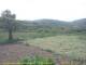 Cantalupo Ligure Di. 28.4.