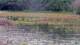 Les Landes-Genusson Mi. 29.4.
