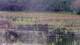 Les Landes-Genusson So. 3.5.