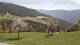 Arriach So. 3.5.