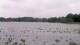 Les Landes-Genusson Mi. 6.5.