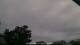 Carrum Mi. 6.5.