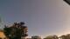 Carrum Mo. 11.5.