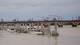 Bordeaux Sa. 16.5.