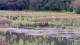 Les Landes-Genusson So. 17.5.