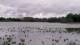 Les Landes-Genusson So. 17.5.