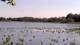 Les Landes-Genusson Do. 21.5.