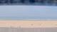 Henne Strand Fr. 22.5.