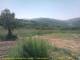 Cantalupo Ligure So. 31.5.