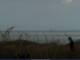 Cape Canaveral, Florida So. 31.5.