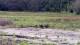 Les Landes-Genusson So. 31.5.