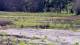 Les Landes-Genusson Mo. 1.6.