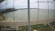 Brightlingsea Mo. 1.6.