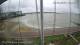 Brightlingsea Mi. 3.6.