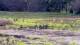 Les Landes-Genusson Do. 11.6.