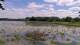 Les Landes-Genusson Do. 11.6.