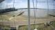 Brightlingsea Di. 7.7.