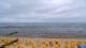 Cuxhaven Do. 9.7.