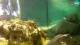 Brijuni Mo. 13.7.