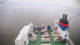Frisia III Do. 16.7.
