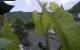 Cochem Fr. 17.7.