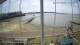 Brightlingsea Fr. 24.7.