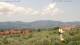 Pietrapiana So. 26.7.