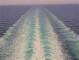 Costa Diadema Do. 30.7.