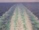 Costa Diadema Do. 20.8.