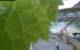 Cochem Di. 25.8.