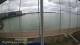 Brightlingsea Fr. 11.9.