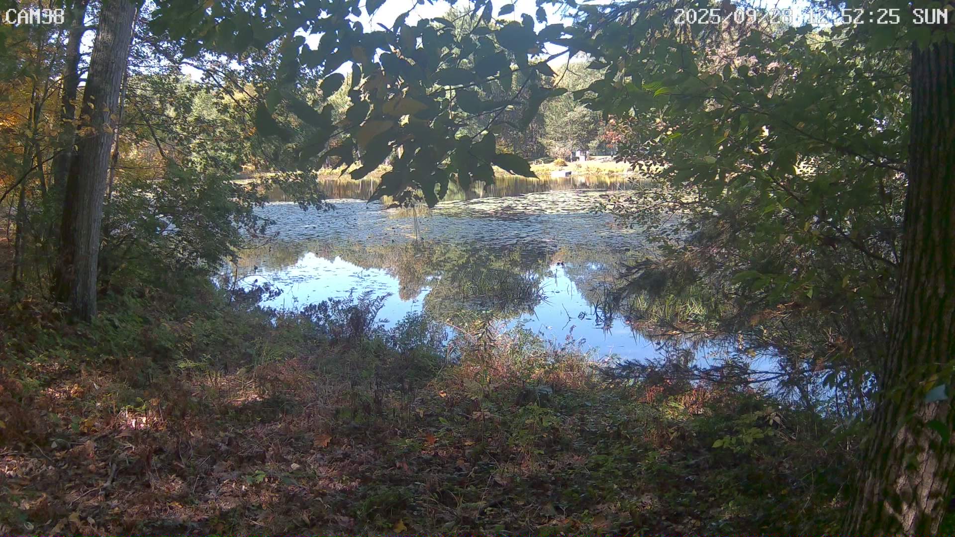 cam Averill Park, New York Willow Pond
