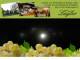 Spitz (Wachau) 04.05.2025 00:54