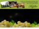 Spitz (Wachau) 30.04.2025 00:54