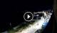Santa Cesarea Terme 01.05.2025 00:13
