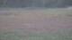 Les Landes-Genusson 15.06.2025 00:16