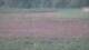 Les Landes-Genusson 10.07.2025 00:16