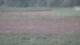 Les Landes-Genusson 11.07.2025 00:16