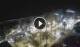 Puerto de la Cruz (Teneriffa) 15.06.2025 00:17