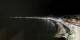 Nizza 30.04.2025 00:19