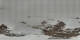 St. Moritz 19.03.2025 00:29