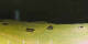 Donville-les-Bains 01.05.2025 00:11