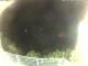 Morcone (Elba) 02.07.2025 00:51