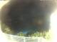 Morcone (Elba) 14.07.2025 00:55