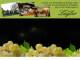 Spitz (Wachau) 01.05.2025 01:54